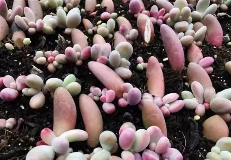 多肉冬天养护全攻略 1分钟看完 保证越冬零伤亡