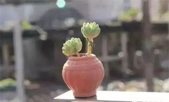 多肉可以玩于股掌之间