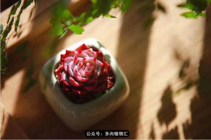 多肉植物能防辐射吗?