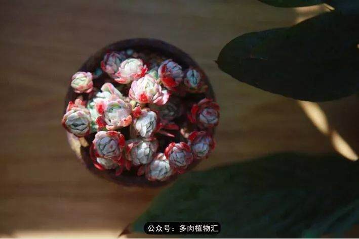 被晒熟了的多肉植物 该怎么办？