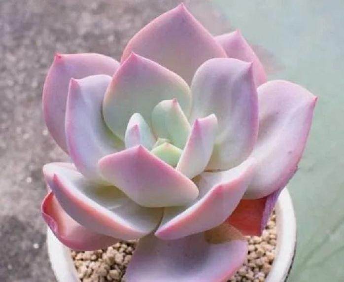 多肉总养不活！不外乎这8点 看看你中招了吗？