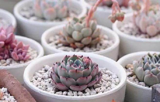 多肉总养不活！不外乎这8点 看看你中招了吗？