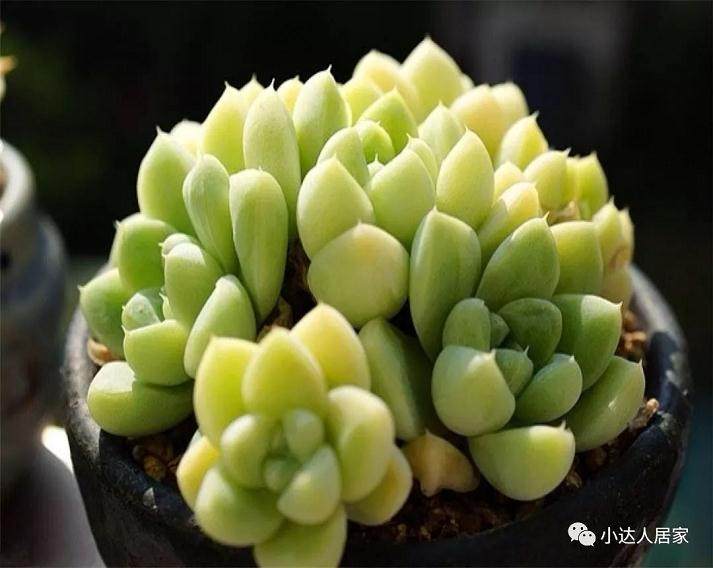 多肉出现枯叶的现象,你是如何解决的?