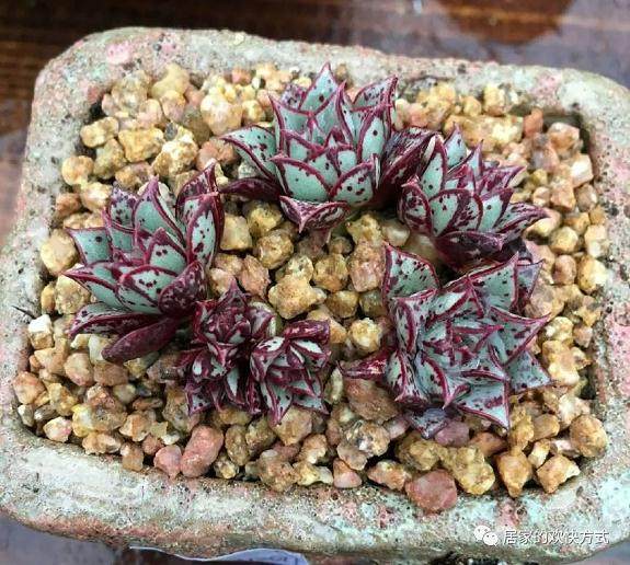 多肉之中 最销魂的品种 第五种是罗西玛