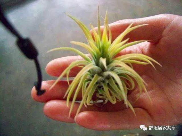 多肉繁殖的方法有很多 只要你掌握这2种