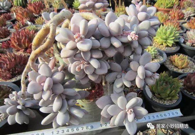 冬季多肉养护 做到这些 不烂根，不掉叶！