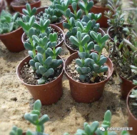多肉鹿角海棠 用这个方法 一盆变多盆！