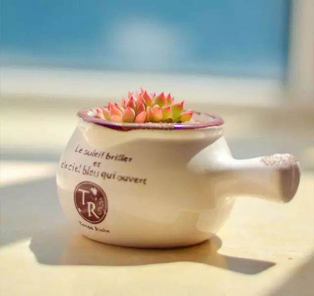 多肉女雏的土壤选好 养护不用愁