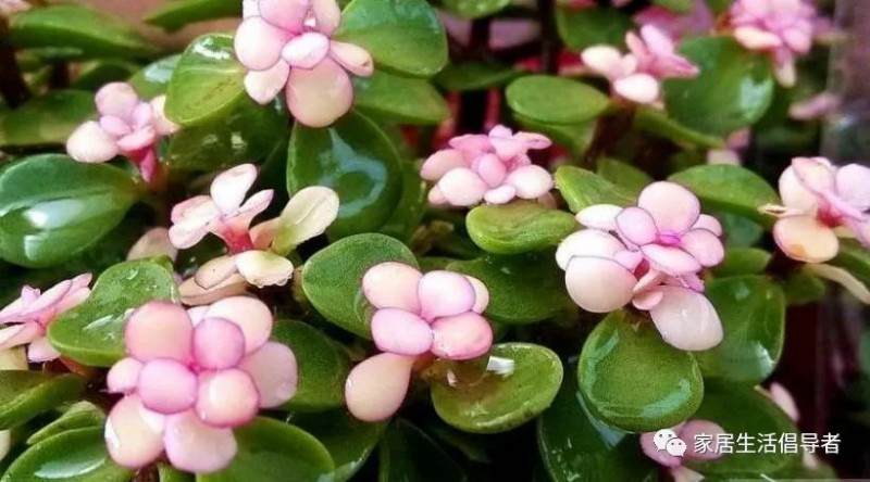 多肉金枝玉叶冬季养护 怕冻伤 平时要做到这2点！