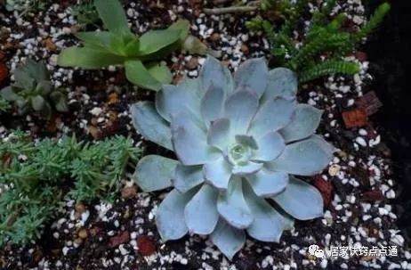 多肉蓝石莲根茎腐烂 千万不要扔掉 能起死回生