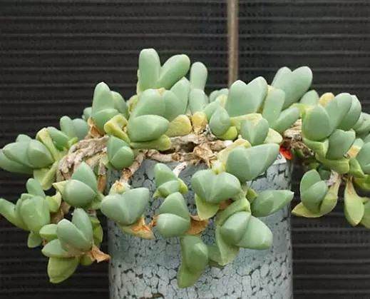 多肉鹿角海棠皱了 就用这个小方法!