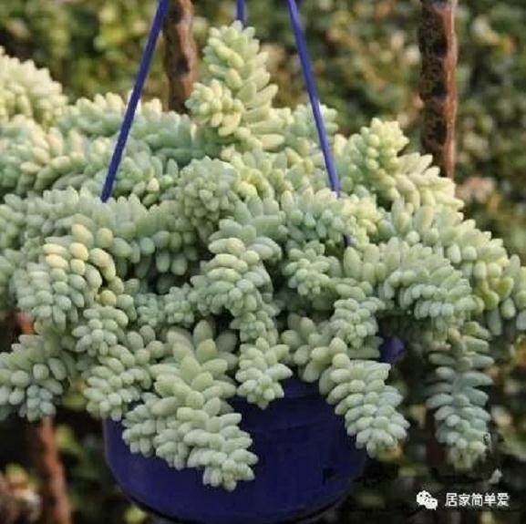 多肉新玉缀盆栽徒长 只需这样砍头！