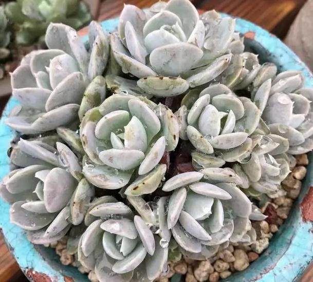 先说说我们常见多肉的几种多肉肥料