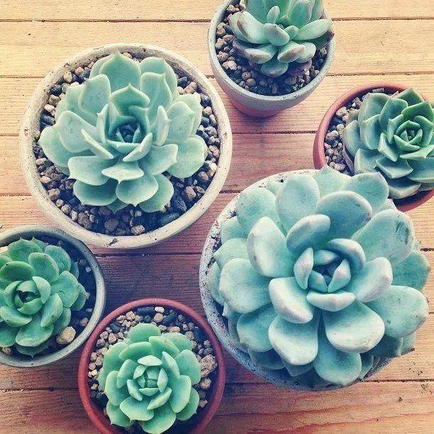 多肉植物冬季不要怕 除了砍头还是砍头！