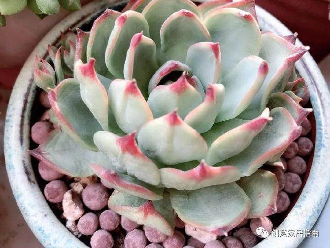 土质的好坏也会影响多肉植物的正常生长