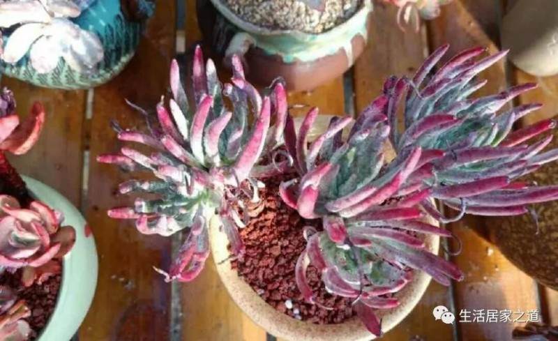 仙女杯确实是多肉植物中很重要的品种之一