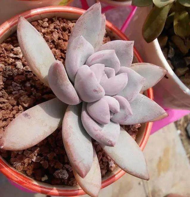 多肉植物防晒霜 越多越好 越不怕晒！