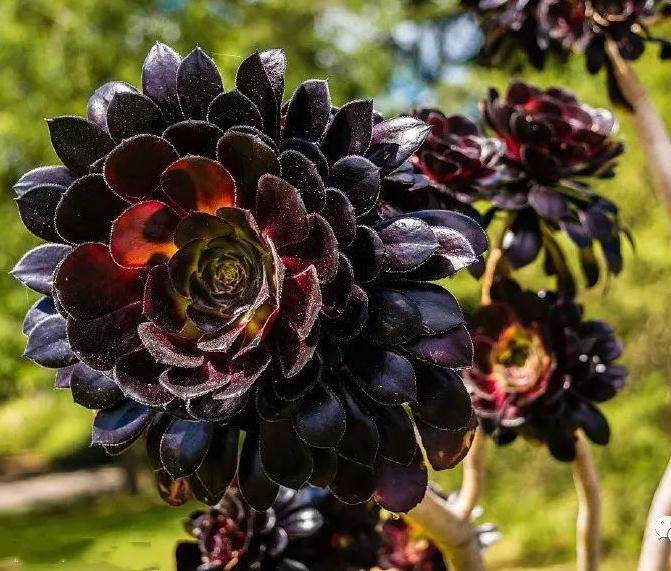 多肉植物黑法师 它该如何养护呢？