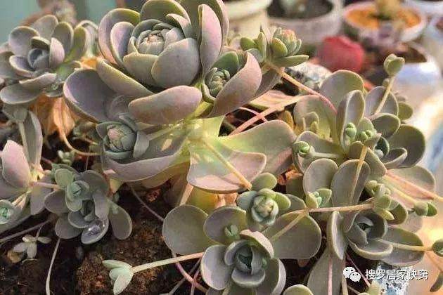 多肉植物子持莲华的养殖方法和注意事项