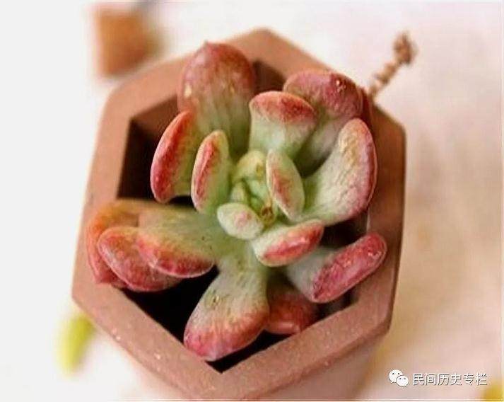 多肉植物红稚莲应该如何养护?