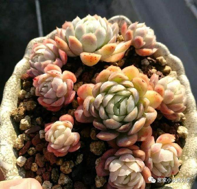 减少多肉化水黑腐 养满阳台不是难题