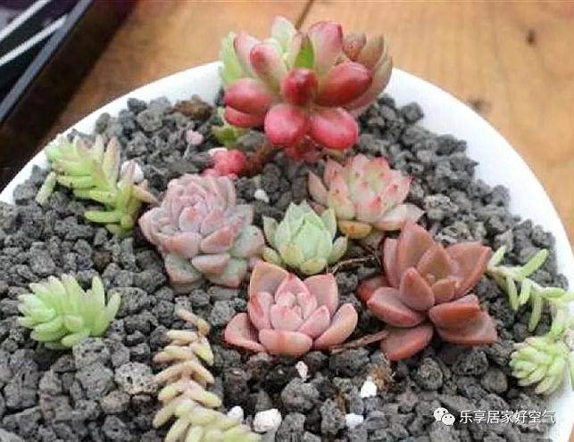 多肉植物如何修剪造型?掌握六大修剪技巧