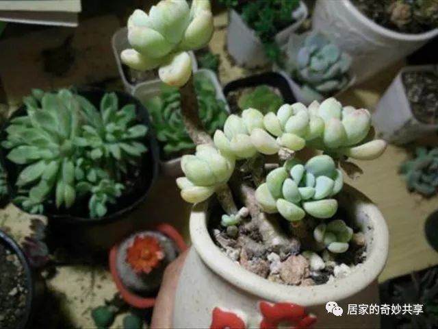 多肉植物的叶子干瘪是什么原因?找到原因后再解决