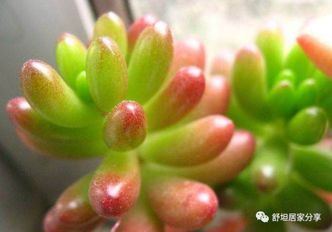 多肉植物虹之玉 外表可人 养护容易