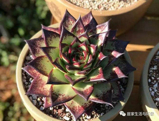 首先我们应该用营养土把乌木多肉养大