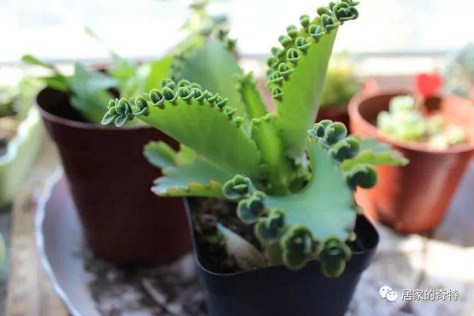 多肉植物&mdash;&mdash;宽叶不死鸟 盆栽养殖注意这些