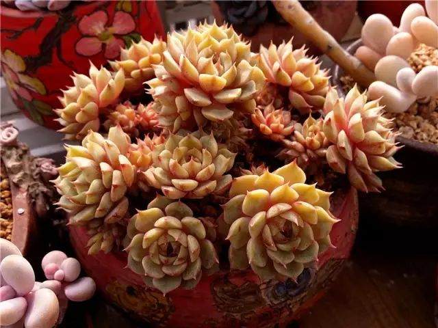 我制作的多肉植物配土 看看如何?