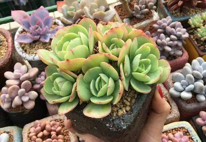 养多肉我们首先在意的是状态 其次是品种