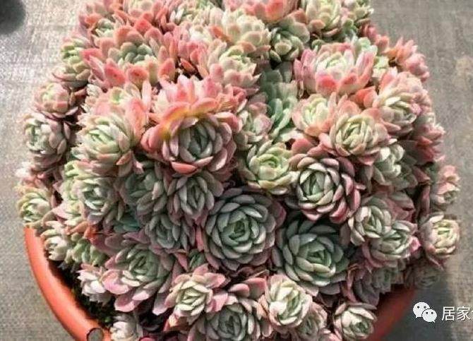 怎么让多肉长侧芽?