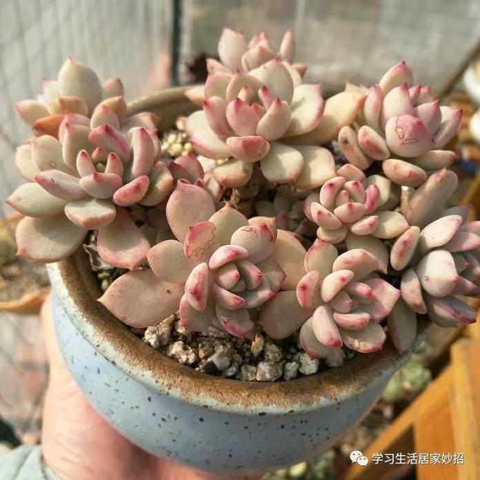 养多肉 这种土深受青睐 怎么用好来？