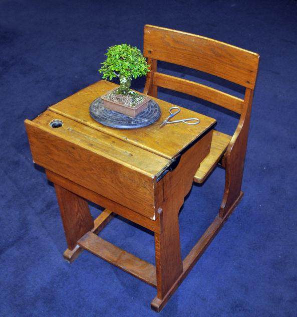 我一直在爱尔兰提供一对一的盆景学