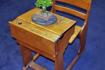 我一直在爱尔兰提供一对一的盆景学