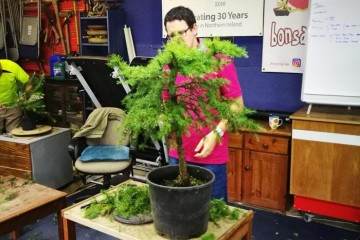 2018年 北爱尔兰 盆景交流会