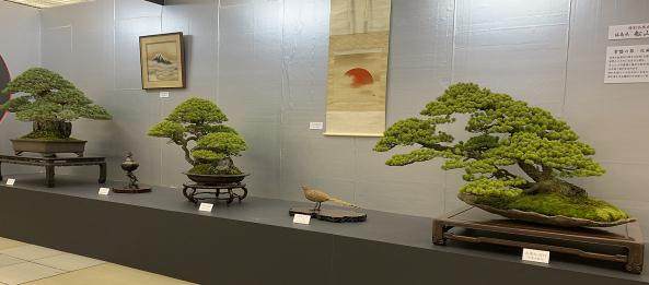 2018年第38届日本盆景大观展览会第1部分