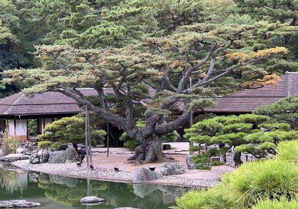 暴露根日本五针松盆景