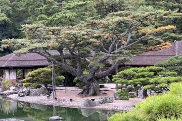 暴露根日本五针松盆景