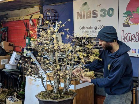 2018年11月 北爱尔兰盆景协会研讨会