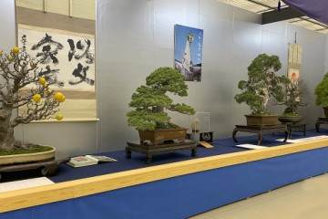 加入北爱尔兰盆景协会的方法与费用