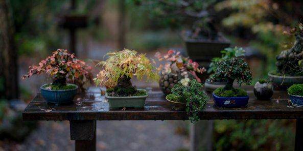 欧洲的盆景艺术家 摩顿·阿尔瓦克