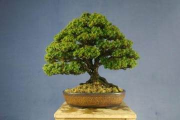 周末在猴山盆景园的感想