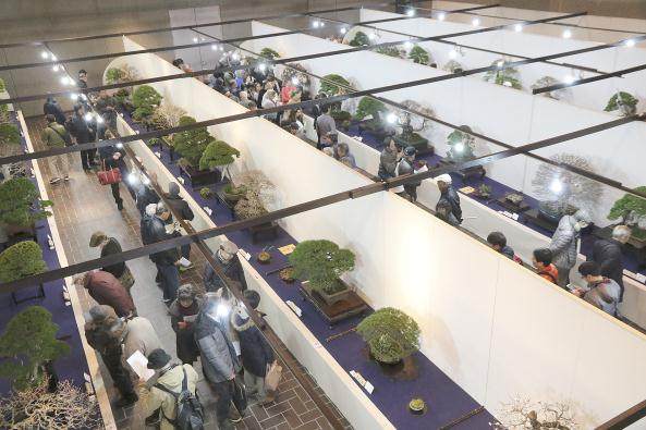 2018第92届日本国府盆景展II-第1部分