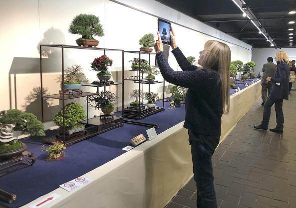 2018第92届日本国府盆景展II-第1部分