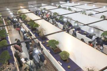 2018第92届日本国府盆景展II-第1部分