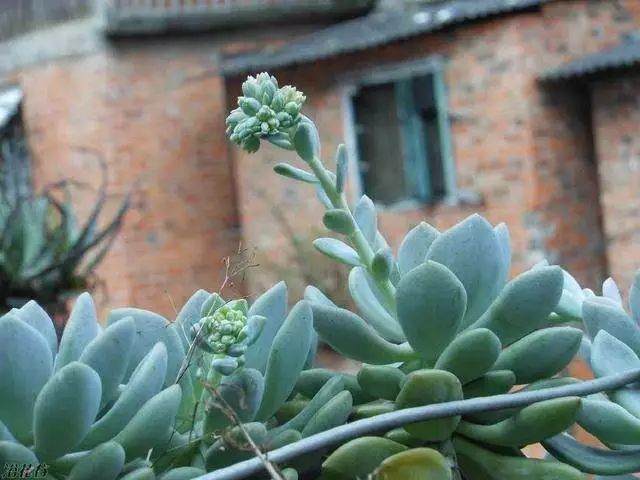 多肉换盆换土最本质的区别是什么？