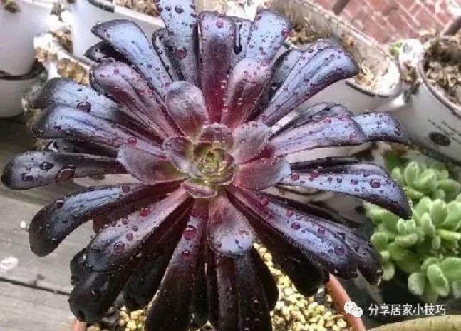 多肉黑法师用这个方法 砍头扦插 成活率高