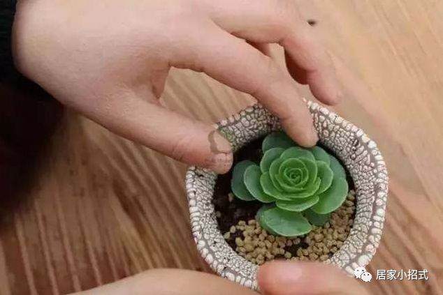 多肉换盆后一定要注意的 错过后悔一辈子！